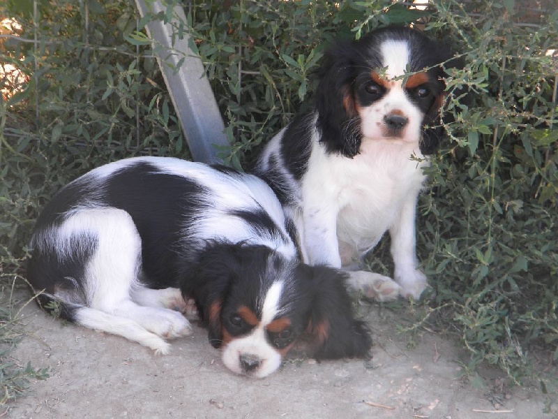 des Cavaliers De Saint Clou - Cavalier King Charles Spaniel - Portée née le 16/04/2015