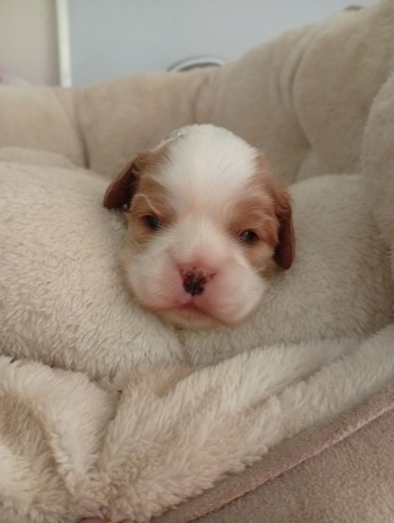 des Cavaliers De Saint Clou - Chiots disponibles - Cavalier King Charles Spaniel