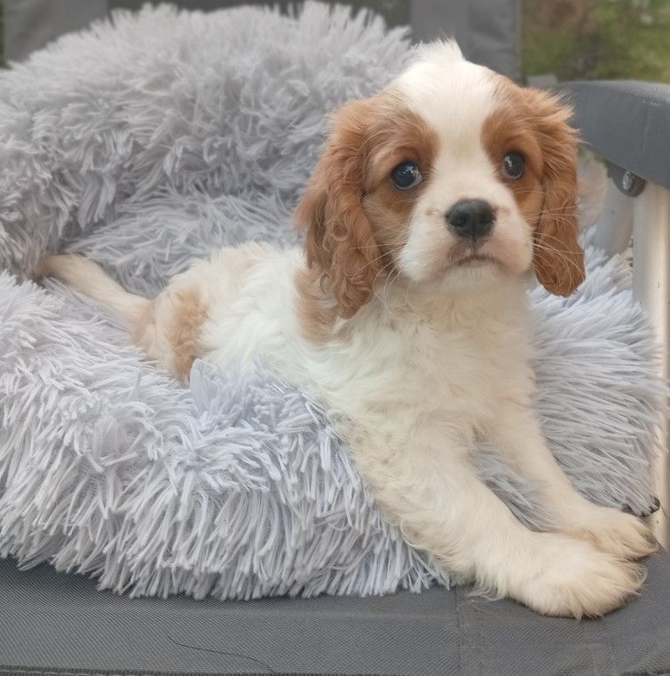des Cavaliers De Saint Clou - Chiots disponibles - Cavalier King Charles Spaniel
