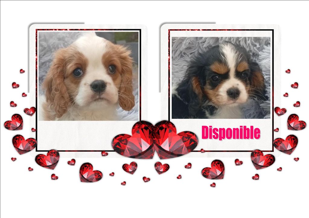 Chiot Cavalier King Charles Spaniel des Cavaliers De Saint Clou