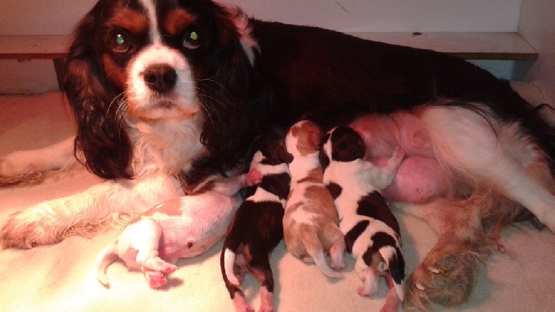 des Cavaliers De Saint Clou - Cavalier King Charles Spaniel - Portée née le 06/04/2016