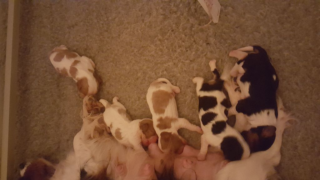 des Cavaliers De Saint Clou - Cavalier King Charles Spaniel - Portée née le 24/11/2017