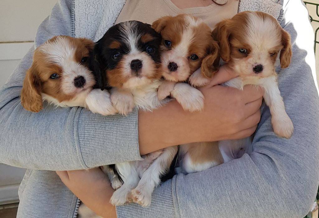 des Cavaliers De Saint Clou - Cavalier King Charles Spaniel - Portée née le 07/09/2021