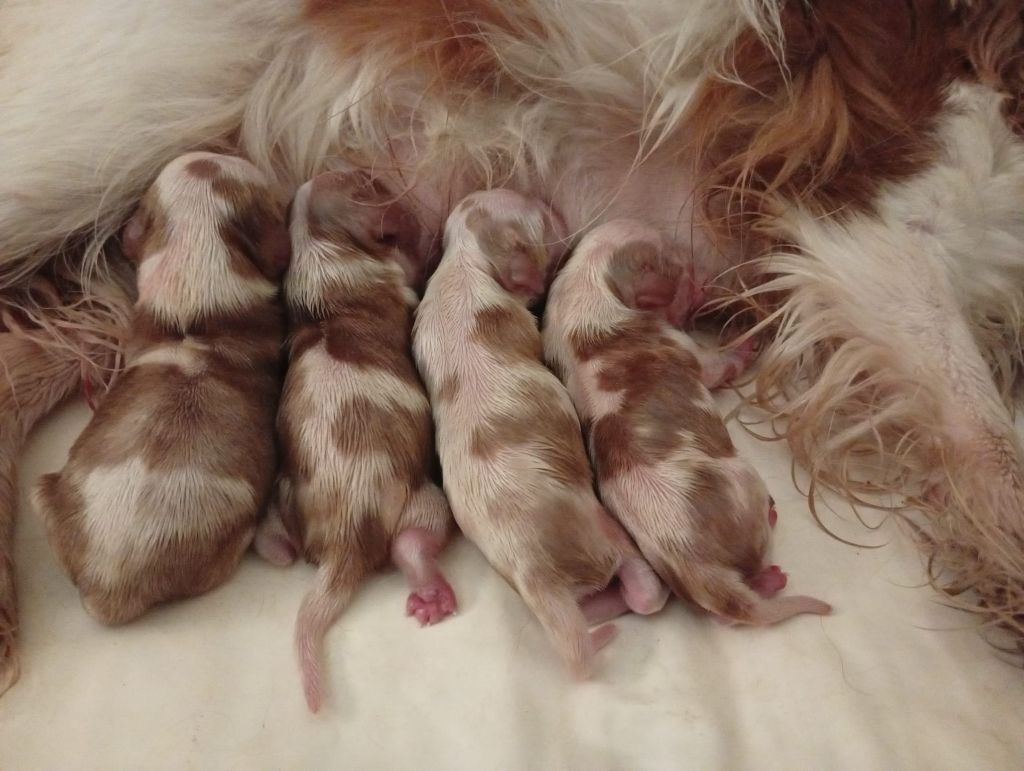 des Cavaliers De Saint Clou - Chiots disponibles - Cavalier King Charles Spaniel