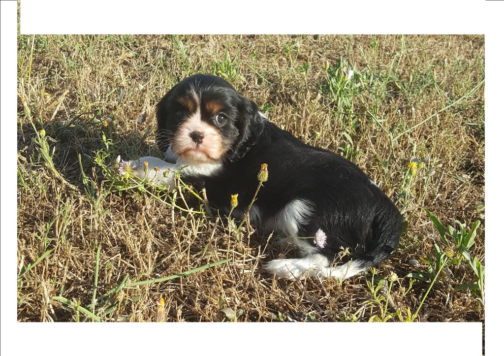 des Cavaliers De Saint Clou - Cavalier King Charles Spaniel - Portée née le 19/05/2017