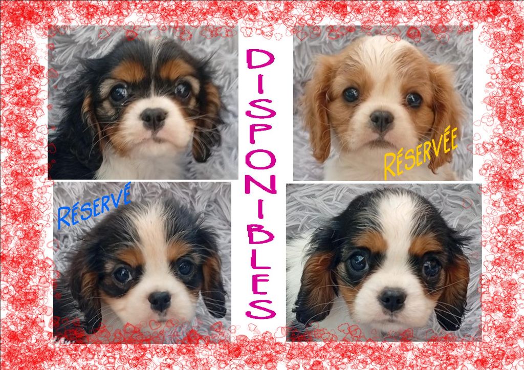 Chiot Cavalier King Charles Spaniel des Cavaliers De Saint Clou