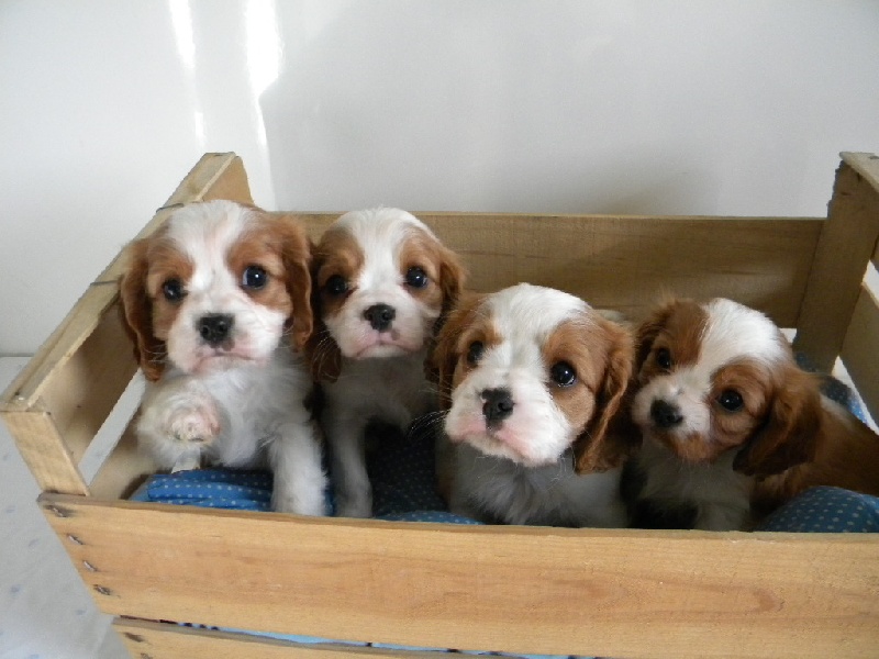 des Cavaliers De Saint Clou - Cavalier King Charles Spaniel - Portée née le 18/11/2013